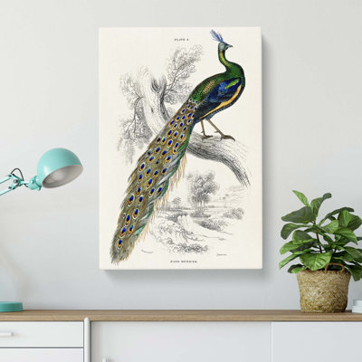 Majestic Peacock by Sir William Jardine - Wrapped Canvas