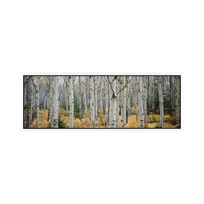 Aspen Trees In A Forest Alberta, Canada by Panoramic Images - Wrapped Canvas Panoramic Print, 30.48 cm H x 91.44 cm W