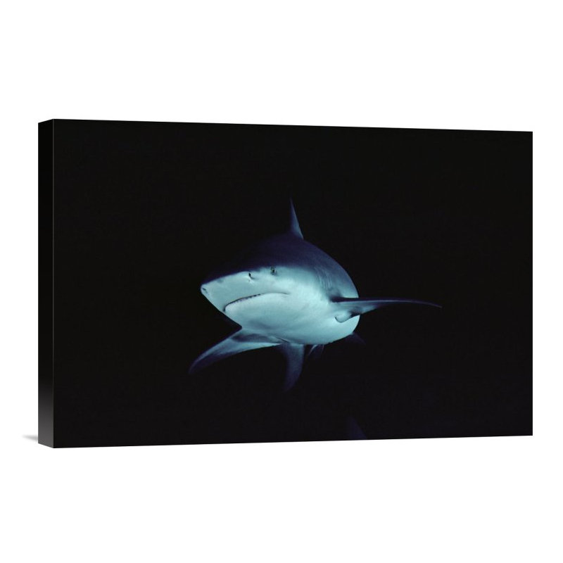 " Bull Shark Underwater Portrait, North America ", 12" H x 18" W, Black Framed