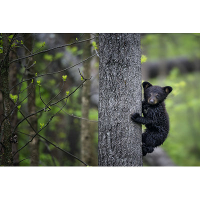 Bears At Play VI by PHBurchett - Wrapped Canvas Print