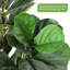 Figuier figuier figuier avec grand pot à fleurs blanc, faux arbres avec plantes artificielles 56 feuilles de violon-111312737