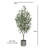 4' Fruitless Olive Tree in Pot