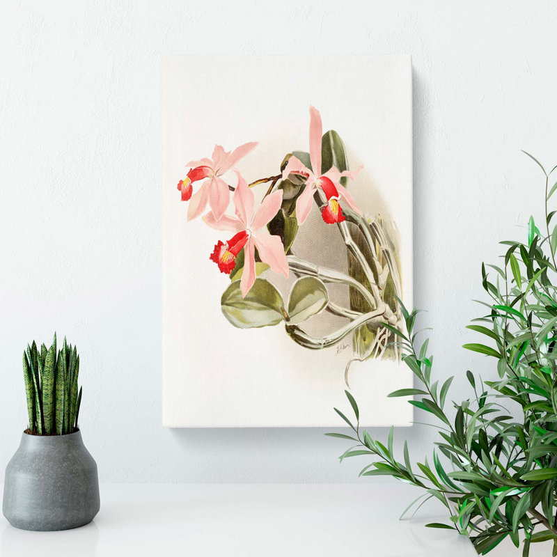 Magnolia Flowers Illustration Tab. 32 by Frederick Sander - Wrapped Canvas Print, 50cm H x 35cm W x 3cm D
