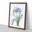 African Lily Flowers by Pierre-Joseph Redoute - Single Picture Frame Painting-55547703-55547706