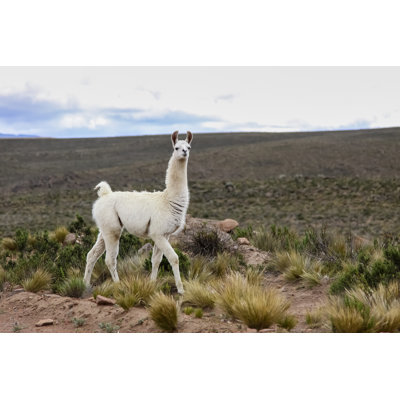 White Lama in Altiplano 1 Piece Wrapped Canvas Wall Art