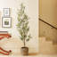 7FT Slim Olive Tree in Grower Pot