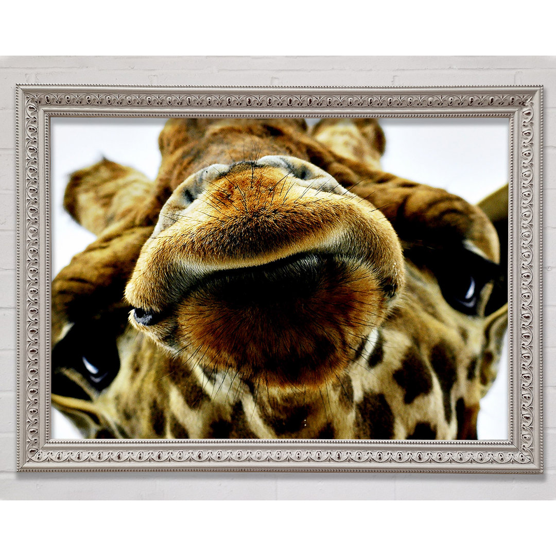 What Are You Looking At Giraffe - Einzelner Bilderrahmen Kunstdrucke