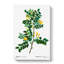 Siberian Pea Tree Flowers by Pierre-Joseph Redoute - Wrapped Canvas Painting-55318673