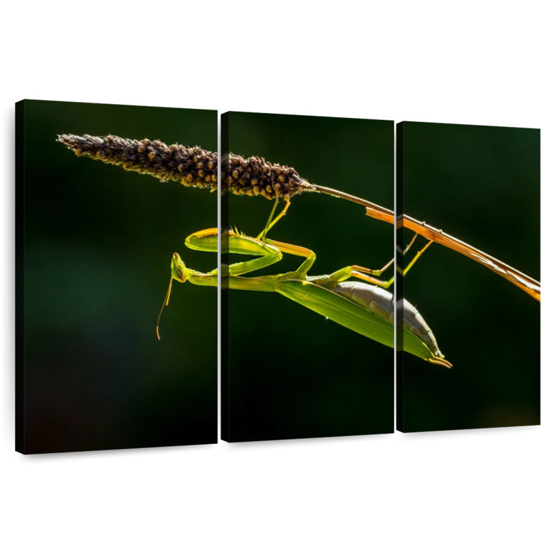 Hanging Praying Mantis, 28" H x 45" W