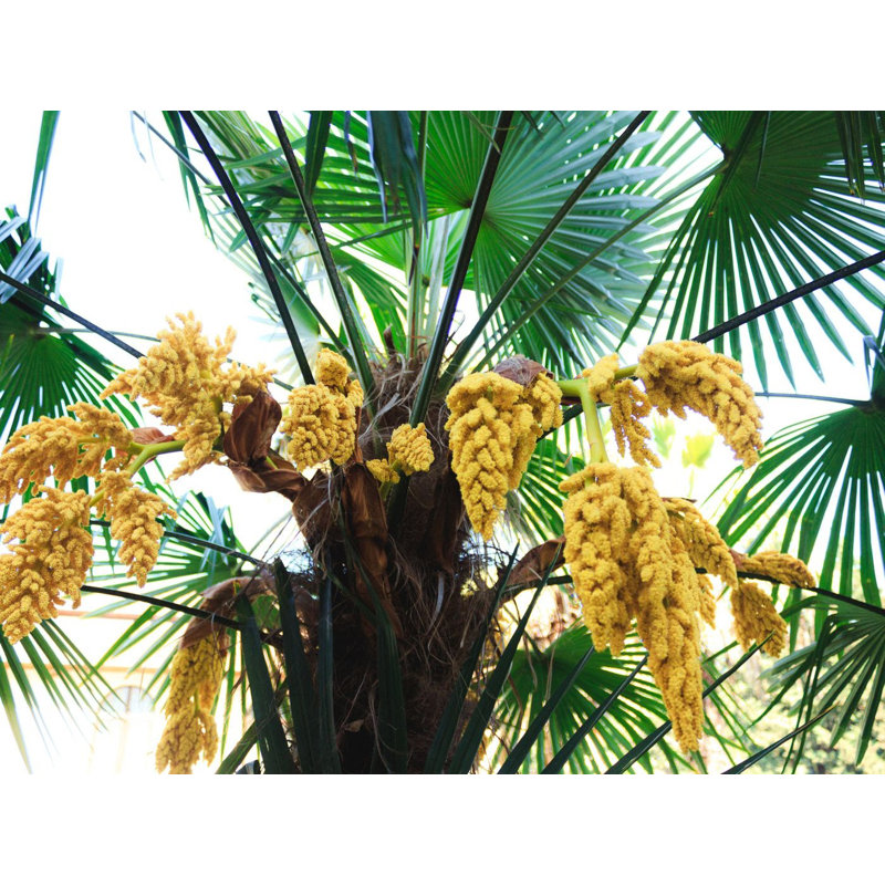 American Plant Exchange Windmill Palm Tree, 10-Inch Pot, Cold-Hardy Landscape Plant, Withstands Down to Zero Degrees F