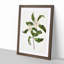 Tarata Flowers by Sarah Featon - Picture Frame Painting Print-55642462-55642463