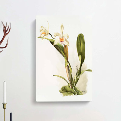 Magnolia Flowers Illustration Tab.89 by Frederick Sander - Wrapped Canvas