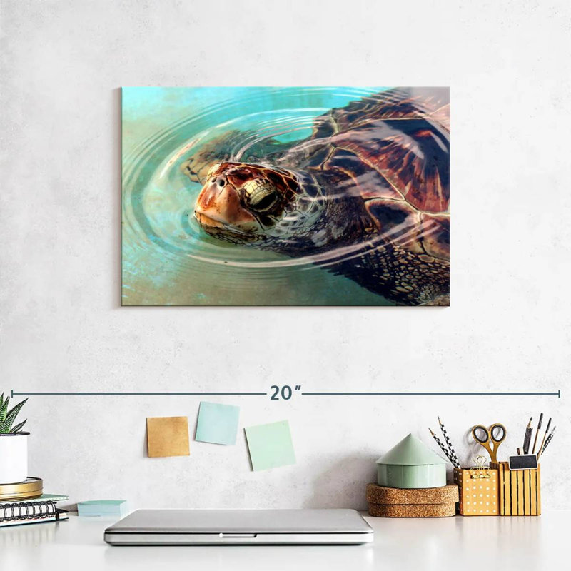 Brampt Peaking Turtle, 8" H x 12" W