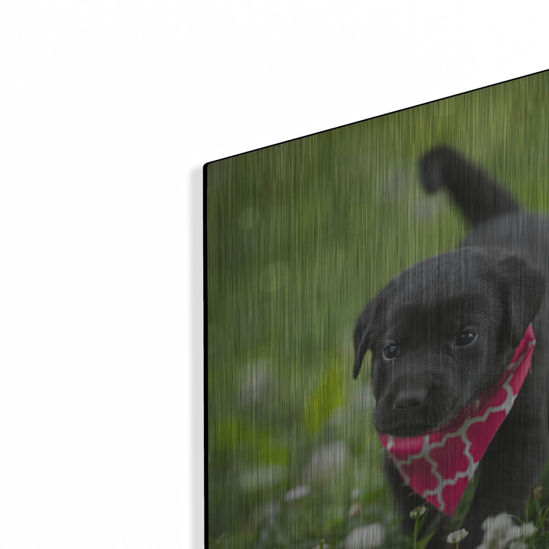 «Black Lab Pup 3» par Jonathan Ross, H 12 po x l 12 po