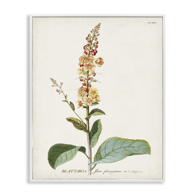 "Botanical Plant Illustration Flowers", impression sur toile par World Art Group
