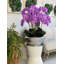 Arrangement floral orchidées dans un pot-83110831