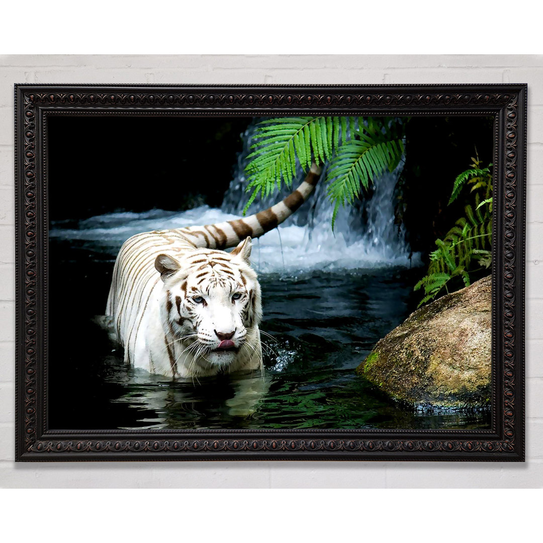 Silver Tiger Beautiful - Einzelner Bilderrahmen Kunstdrucke