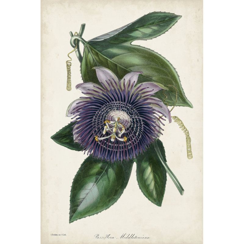Plum Passion Flower by Paxton - Painting, 122 cm H x 81 cm W, Wrapped Canvas