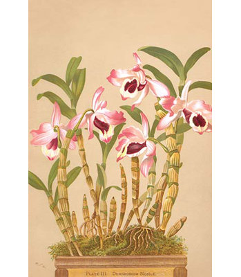 « dendrobium nobile » par h.g. moon, impression