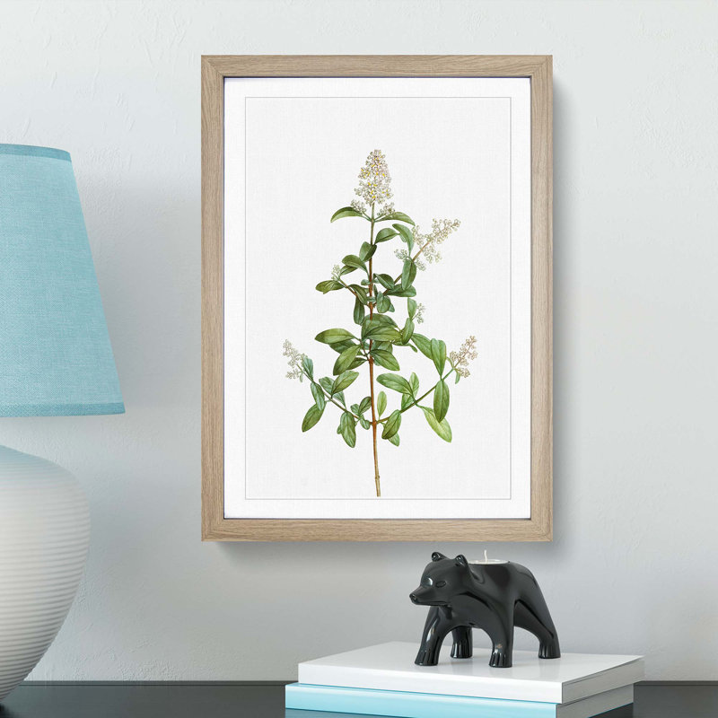 Wild Privet Flowers by Pierre-Joseph Redoute - Picture Frame Painting Print, 36cm H x 27cm W x 2cm D, Oak Framed