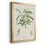 Amande antique botanique III-88436834-88436830