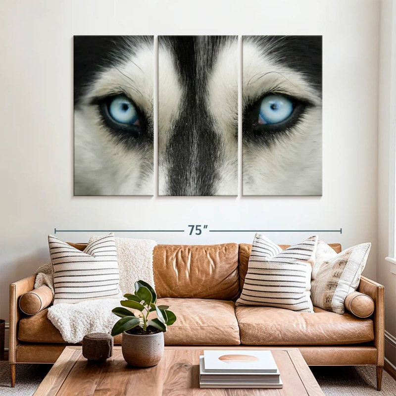 Husky Brampt aux yeux du ciel, H 42 po x l 65 po
