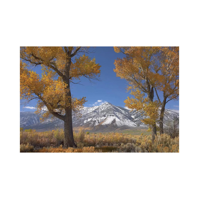 Cottonwood Trees, Fall Foliage, Carson Valley, Nevada II by Tim Fitzharris - Gallery-Wrapped Canvas Giclée on Canvas, Canvas
