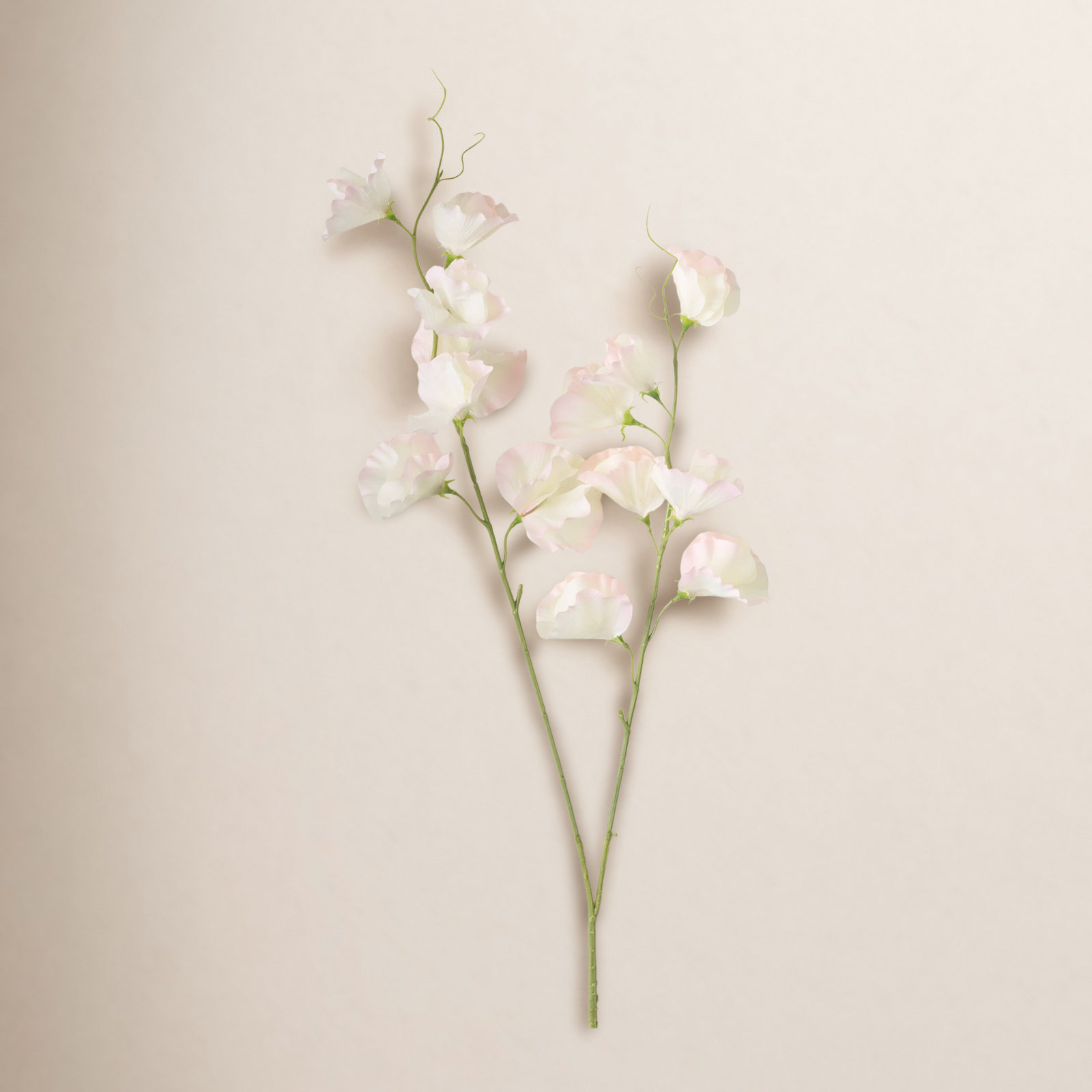 Sweet Pea Stem