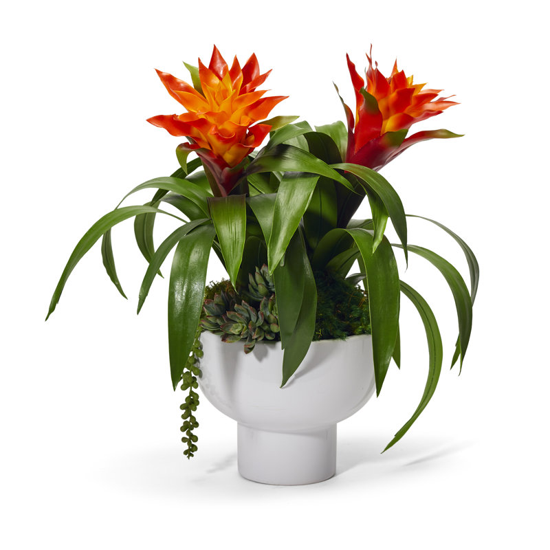 Arrangement floral en pot bromelaid, Orange