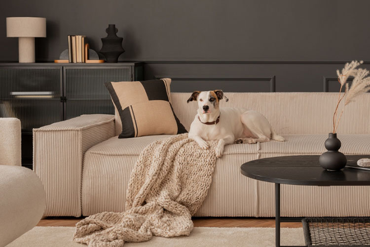 Hund auf dem Sofa mit Decke
