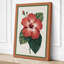 Hibiscus Study Botanical - Wrapped Canvas-1321183072-1321183073