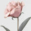 Rose Arrangement-37209585