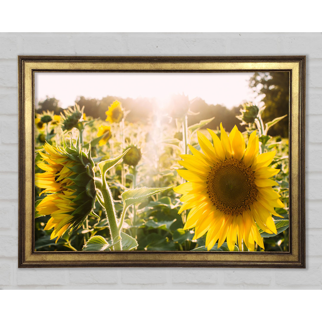 Gerahmtes Poster Sunflowers Standing Tall