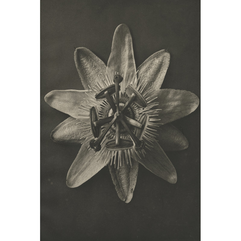 Blossfeldt Flower I 1 Piece Wall Art on Canvas, 91 cm H x 61 cm W, Black Floater Framed