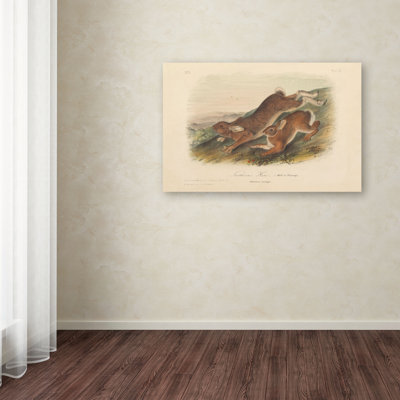 Northern Hare by John Audubon - Print on Canvas