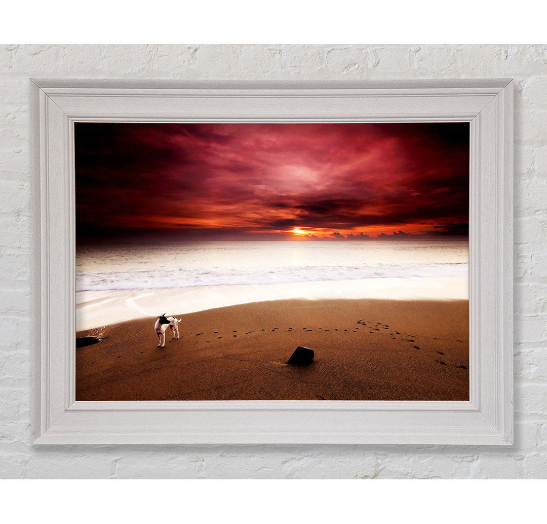 Gerahmtes Wandbild Dog On The Sunset Beach