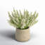 Ferdinand Heather en pot-28784520