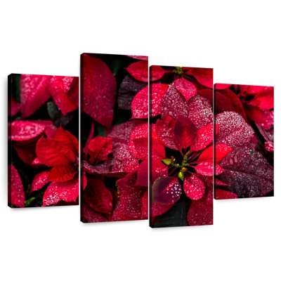 Harnek Dewy Poinsettia