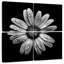Harnek Backyard Flowers BW I-109039350