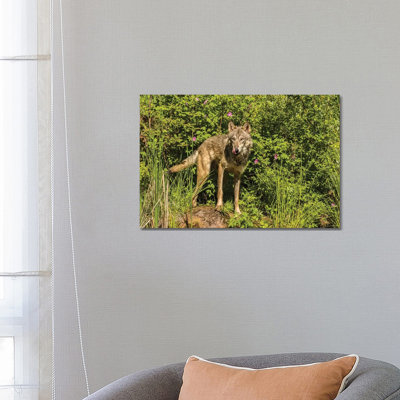 USA, Minnesota, Pine County. Captive gray wolf adult. 1 Piece Wrapped Canvas Wall Art