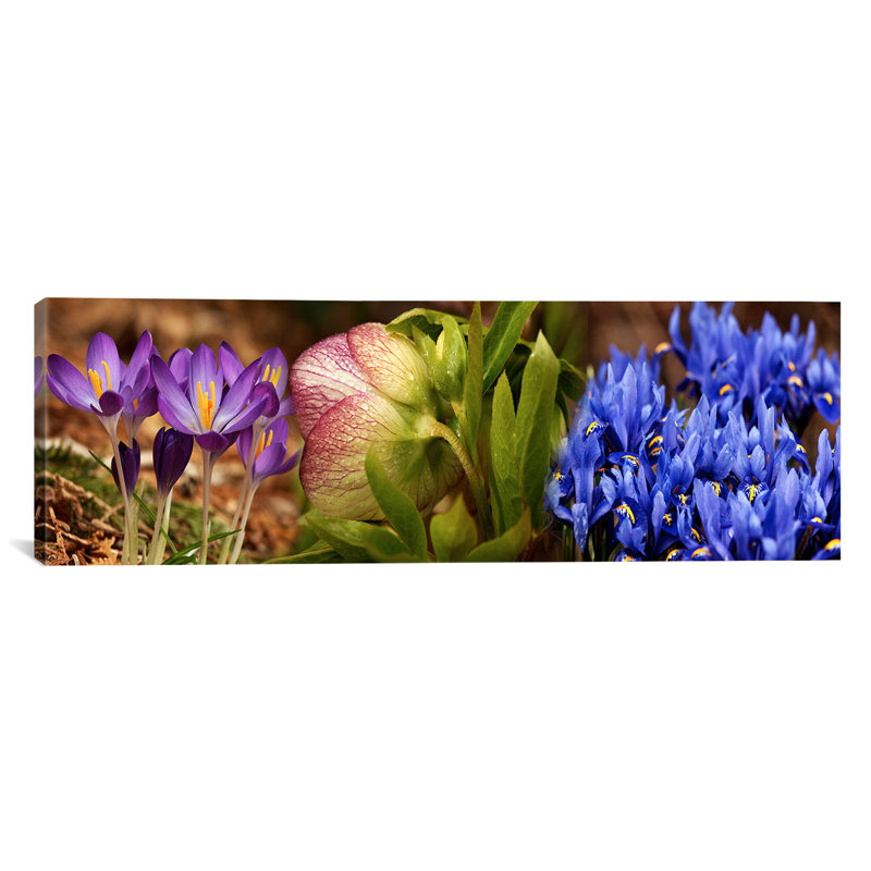 Détails de fleurs de crocus - Reproduction de photo panoramique non encadrée, H 16 po x l 48 po x P 1,5 po, Toile tendue