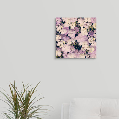 Hydrangea Dreams by Doug Chinnery - Photograph on Canvas