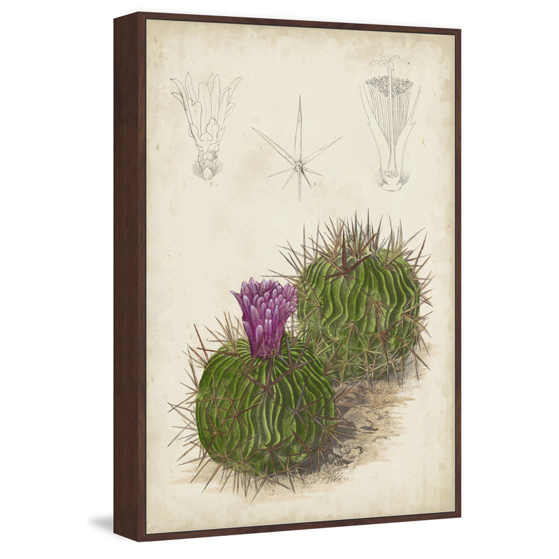 « antique cactus ii », reproduction d’art encadrée sur toile, H 18 po x l 12 po x P 1,5 po