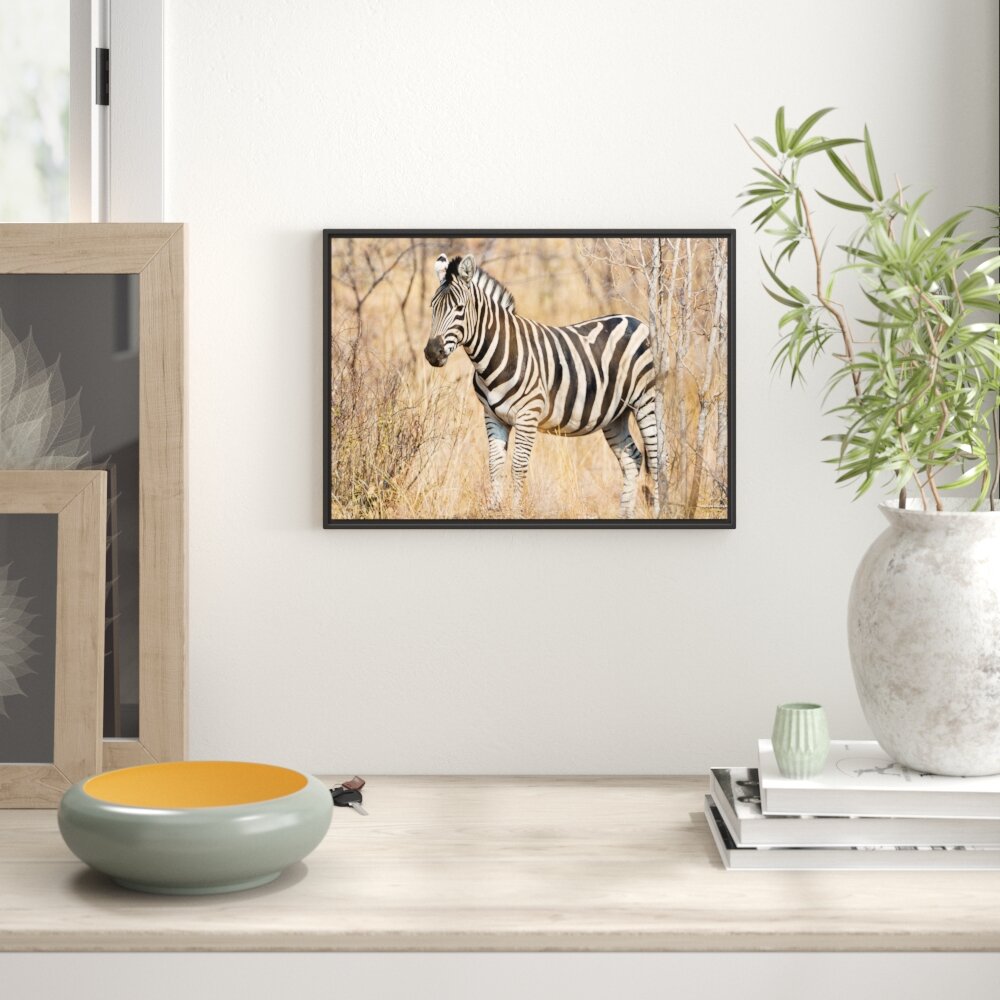 Gerahmtes Wandbild einsames Zebra