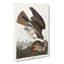 Common Buzzard & Rabbit by John Audubon - Wrapped Canvas-55312753