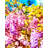 Peel & Stick Floral Wall Mural-577850886