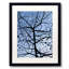London Plane Tree And Moon Print by Evan Sklar-1511281534