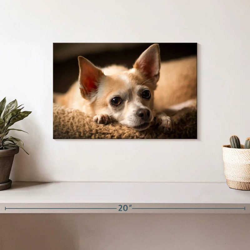Brampt Resting Chihuahua, 8" H x 12" W