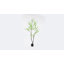 Enkianthus japonais en pot 78 po Everleaf