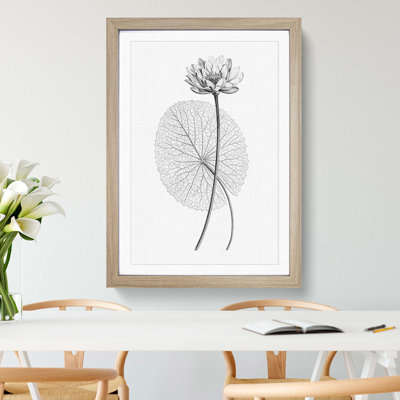 White Egyptian Lotus - Picture Frame Graphic Art Print